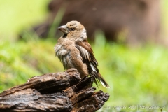 Hawfinch (female)