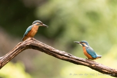 Kingfishers have a quarrel