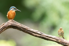 IJsvogel