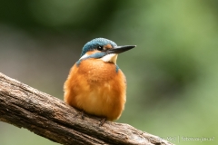 IJsvogel