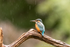 IJsvogel
