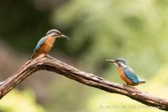 IJsvogels hebben ruzie
