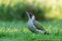 Groene specht