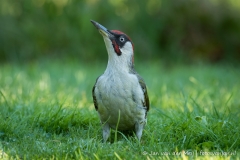 Groene specht