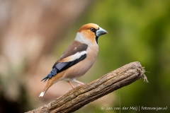 Appelvink