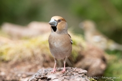 Appelvink
