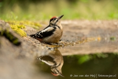 Grote bonte specht