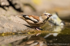 Appelvink