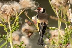 Putter (Distelvink)