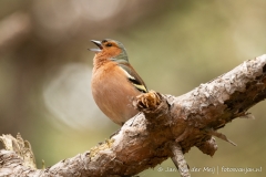Vink