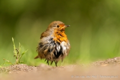 Roodborst