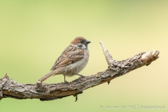 Ring sparrow