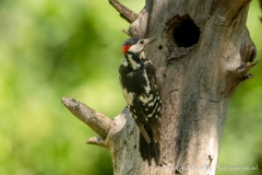 Syrian spotted woodpecker