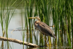 Purperreiger