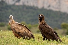 Monniksgier en Vale Gier