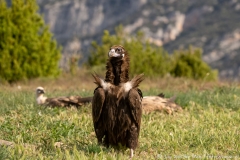 Monk Vulture