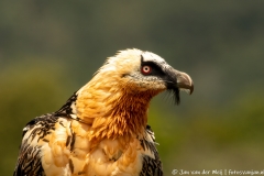 Lammergier