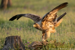 Iberian Imperial Eagle