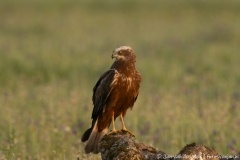 Marsh Harrier