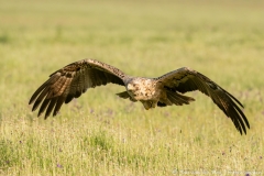 Iberian Imperial Eagle