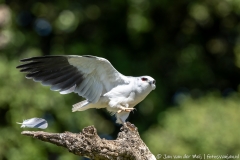 Gray Kite