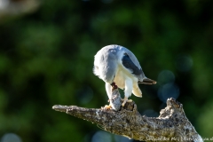 Gray Kite