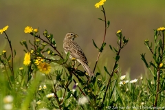 Skylark