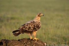 Iberische Keizerarend