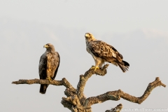 Iberische Keizerarend