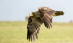 Iberische Keizerarend