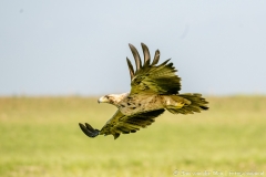 Iberische Keizerarend