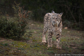 Iberische Lynx