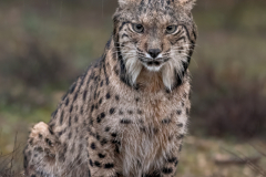 Iberische Lynx