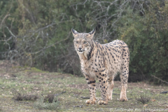 Iberische Lynx