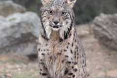 Iberische Lynx