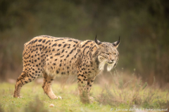 Iberische Lynx