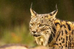 Iberische Lynx