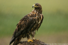 Iberian Imperial Eagle,