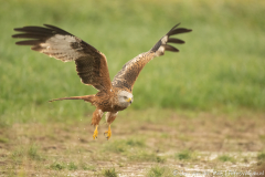 Red kite