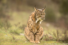 Iberische Lynx