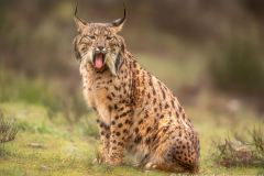 Iberische Lynx