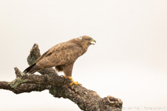 Buizerd