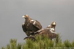 Iberische Keizerarend,