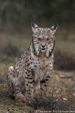 Iberische Lynx