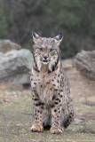 Iberische Lynx
