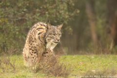 Iberische Lynx