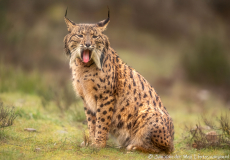 Iberische Lynx