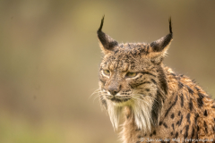 Iberische Lynx