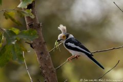 Gambia & Senegal,Helmklauwier,Klauwier,dieren,foto-locaties,natuur,vogels