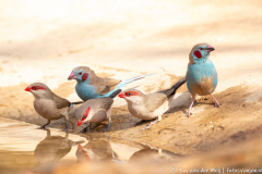 Sint-Helenafazantje, Blauwfazantje